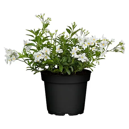 Piardino  Jasminblütiger Nachtschatten