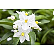 Solanum jasminoides 12 weiss