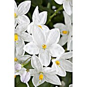 Solanum jasminoides 12 weiss