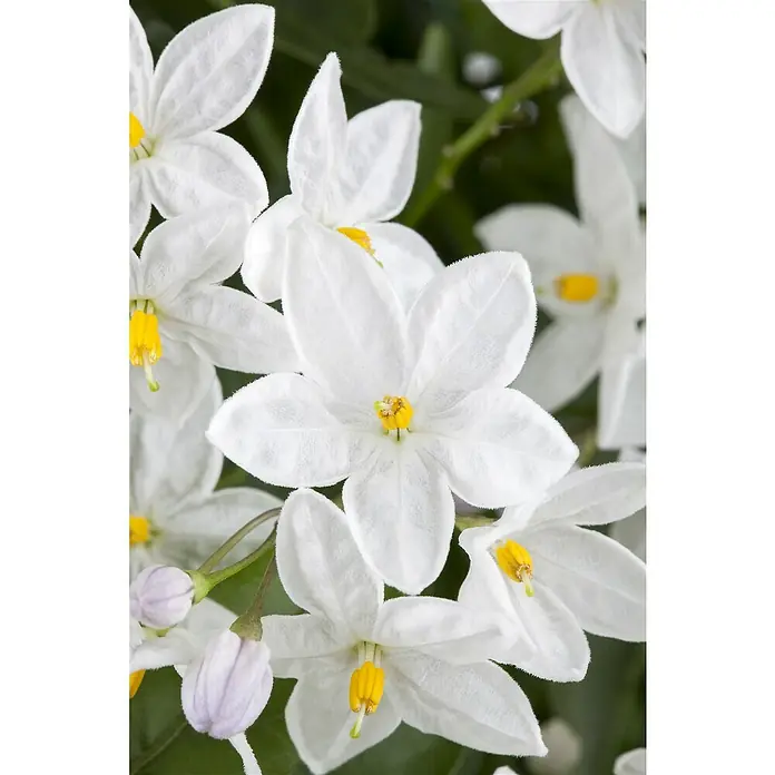 Piardino Jasminblütiger Nachtschatten - Solanum jasminoides, Weiß, Topfgröße: 12 cm - Nahaufnahme von Solanum-Jasminblüten, die ihre zarten, weißen Blütenblätter und leuchtend gelben Staubgefäße zeigen, eine perfekte Darstellung floraler Eleganz.