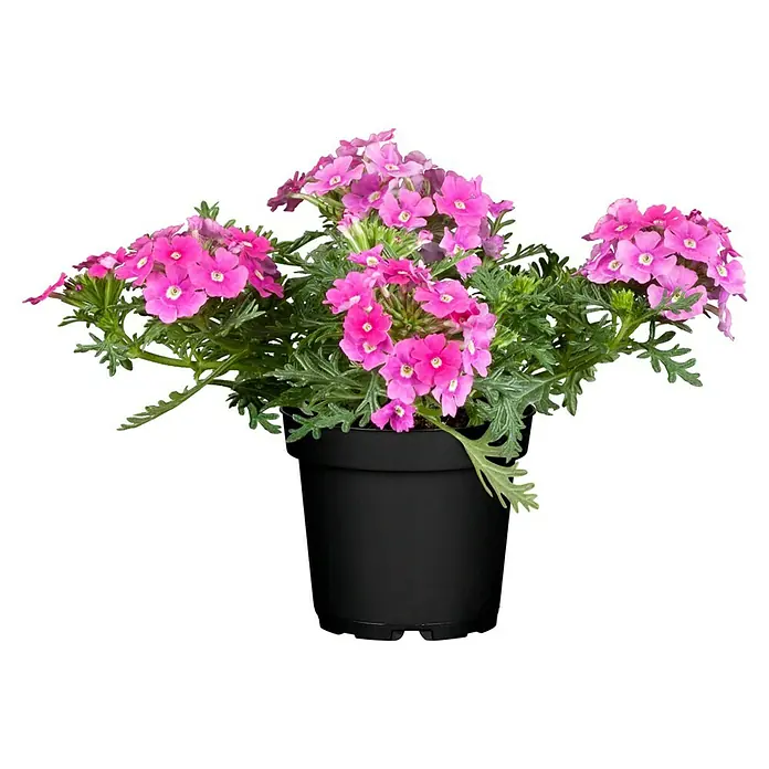 Piardino Eisenkraut - Verbena Hybride, Sortenabhängig - Eine Topfpflanze mit rosa Verbenenblüten und grünen Blättern. Ideal für den Garten oder Balkon. Die Pflanze steht in einem schwarzen Topf.