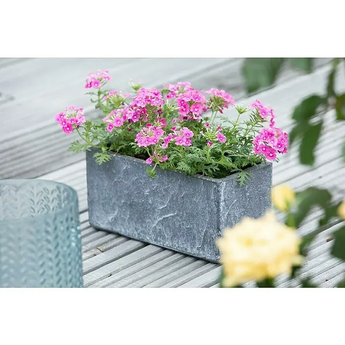 Piardino Eisenkraut - Verbena Hybride, Sortenabhängig - Ein rechteckiger Pflanzkasten aus grauem Stein mit rosa Verbene-Blüten auf einem Holzboden, der eine natürliche und lebendige Atmosphäre schafft.