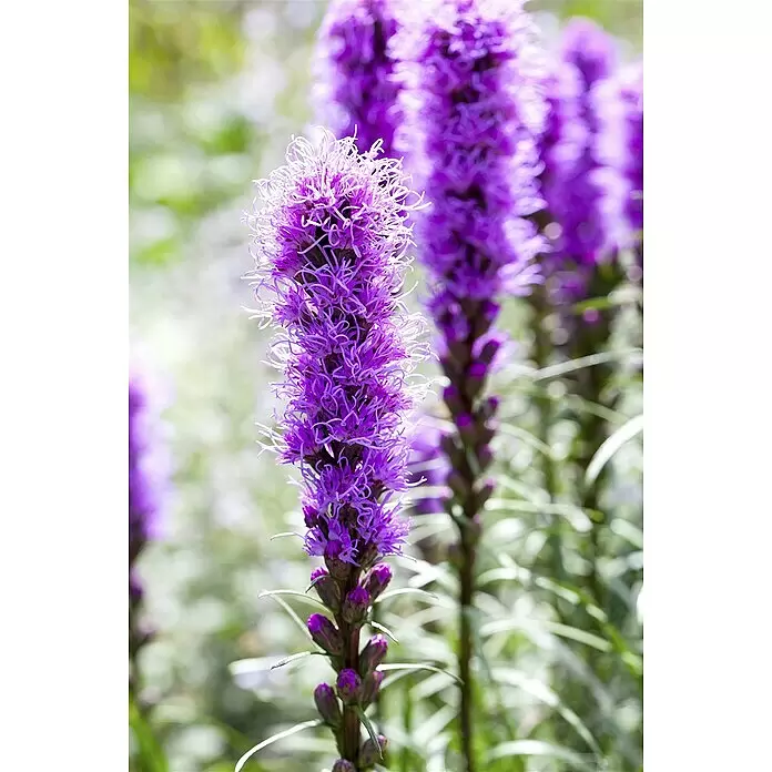 Piardino Ährige Prachtscharte - Liatris spicata, Topfgröße: 14 cm - Hohe, stachelige lila Blüten in voller Blüte.