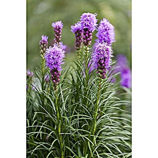 Piardino Ährige Prachtscharte (Liatris spicata, Topfgröße: 14 cm)