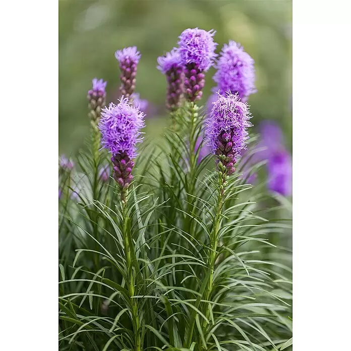 Piardino Ährige Prachtscharte - Liatris spicata, Topfgröße: 14 cm - Mehrere leuchtend violette Liatris spicata Blumen mit grünen Stielen und Blättern.
