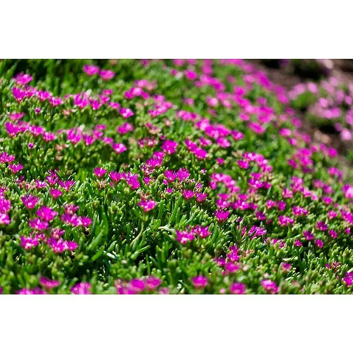 Piardino Mesembrianthemum - Mesembrianthemum, Tamaño de maceta: 18 cm - Exuberante campo de plantas de hielo rosa vibrante, sus pétalos brillan a la luz del sol, creando una alfombra colorida.