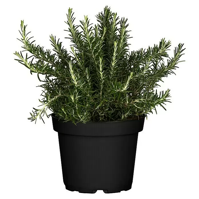 Piardino Rosmarin - Rosmarinus officinalis, Topfgröße: 18 cm - Vorderansicht