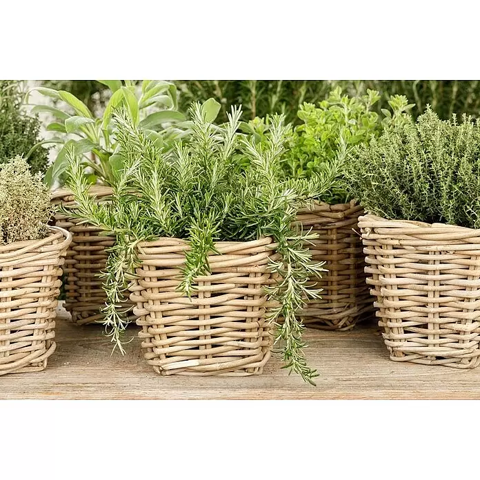 Piardino Rosmarin - Rosmarinus officinalis, Topfgröße: 18 cm - Stimmungsaufnahme