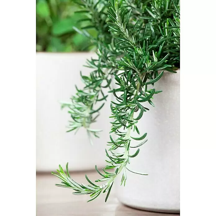 Piardino Rosmarin - Rosmarinus officinalis, Topfgröße: 18 cm - Stimmungsaufnahme