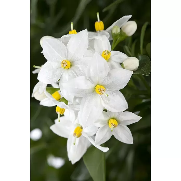 Piardino Jasminblütiger Nachtschatten - Solanum jasminoides, Topfgröße: 14 cm - Stimmungsaufnahme