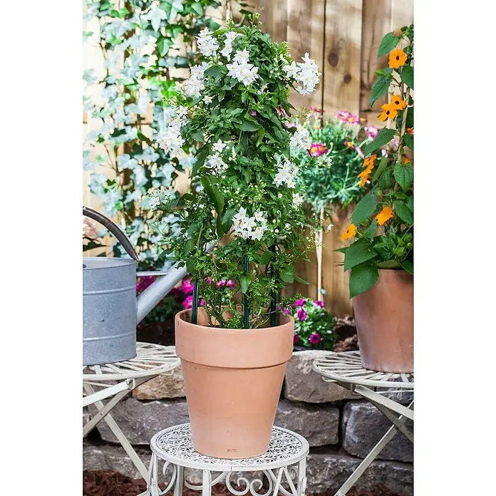 Piardino Jasminblütiger Nachtschatten - Solanum jasminoides, Topfgröße: 14 cm - Eine Nahaufnahme einer Topfpflanze mit weißen Blüten, die auf einem kleinen, weißen Tisch im Freien steht, der eine charmante Gartenszene zeigt.