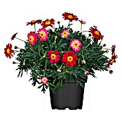 Argyranthemum frutescens 18 -farbig rot