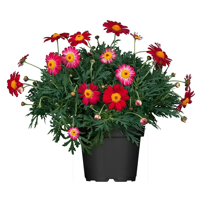 Piardino Margarita colores - Argyranthemum frutescens, Tamaño de maceta: 18 cm - Una planta en maceta con vibrantes margaritas rojas y rosas con centros amarillos y hojas de color verde oscuro, que añade un toque alegre.