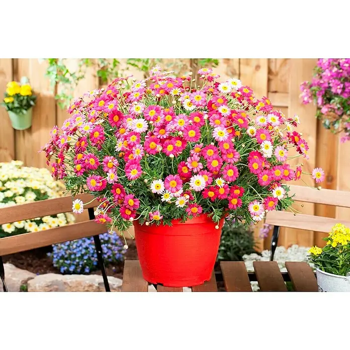 Piardino Margarita - Chrysanthemum Leucanthemum, Tamaño de maceta: 15 cm - Un primer plano muestra una maceta roja llena de una exuberante colección de margaritas rosas y blancas con centros amarillos, dispuestas en un banco al aire libre.