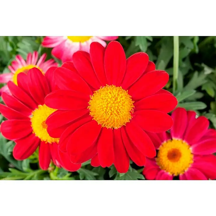Piardino Margarita - Chrysanthemum Leucanthemum, Tamaño de maceta: 15 cm - Primer plano de vibrantes margaritas rojas con centros amarillos brillantes, que muestra los intrincados detalles de los pétalos y el estambre.