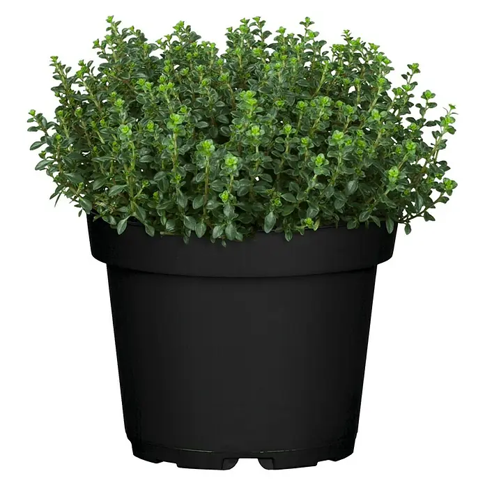 Piardino Echter Thymian Busch verschiedene Sorten - Thymus vulgaris, Topfgröße: 25 cm - Thymian in einem schwarzen Topf. Die Pflanze hat kleine grüne Blätter und füllt den Topf dicht aus, ideal für Küche und Garten.