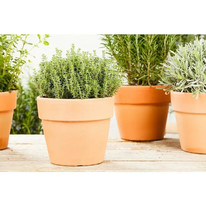 Piardino Echter Thymian Busch verschiedene Sorten - Thymus vulgaris, Topfgröße: 25 cm - Nahaufnahme von Topfpflanzen, die in Terrakottatöpfen auf einem Holztisch stehen, darunter Thymian, Rosmarin und Lavendel.