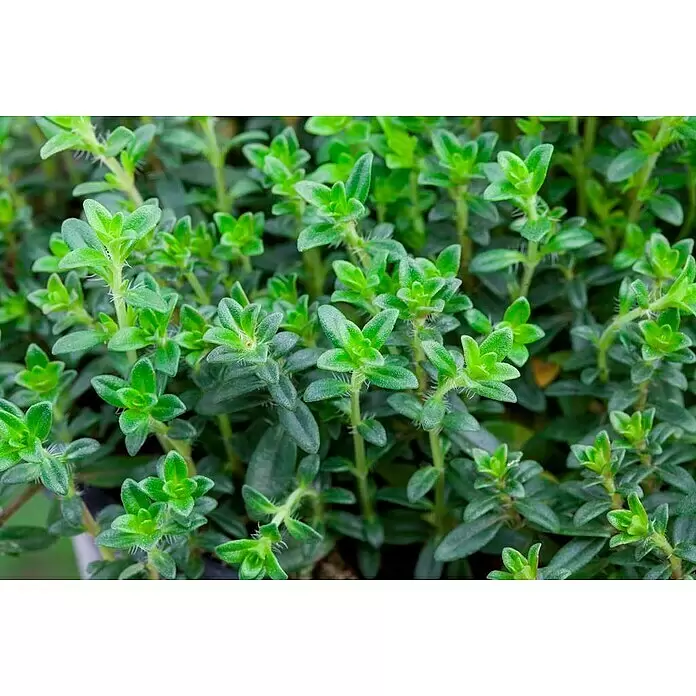 Piardino Echter Thymian Busch verschiedene Sorten - Thymus vulgaris, Topfgröße: 25 cm - Stimmungsaufnahme