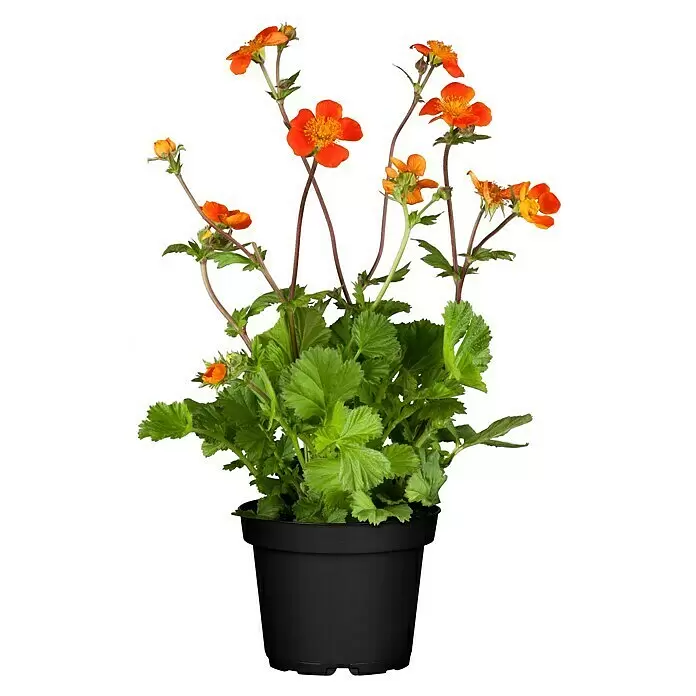 Piardino Nelkenwurz - Geum coccineum, Orange - Eine lebendige Topfpflanze mit leuchtend orangen Blüten und grünem Laub in einem schwarzen Topf.