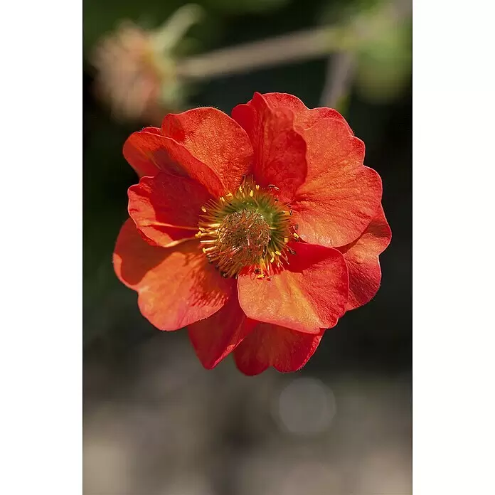 Piardino Nelkenwurz - Geum coccineum, Orange - Lebendige rot-orange Blume mit auffälligem zentralen Stempel und Staubblättern.