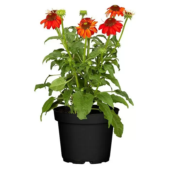 Piardino Sonnenhut - Echinacea purpurea, Topfgröße: 13 cm - Orangerote Sonnenhut-Pflanze mit grünen Blättern in einem schwarzen Topf.