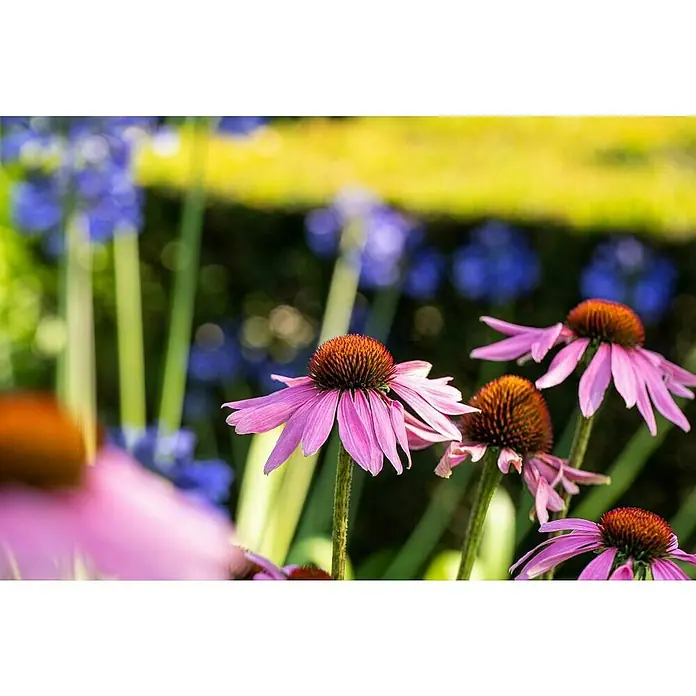 Piardino Sonnenhut - Echinacea purpurea, Topfgröße: 13 cm - Nahaufnahme von lila Echinacea-Blüten im Garten, die ihre Schönheit und Anmut in natürlicher Umgebung zeigen.