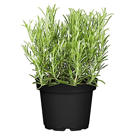 Piardino Rosmarin (Rosmarinus officinalis, Topfgröße: 25 cm)