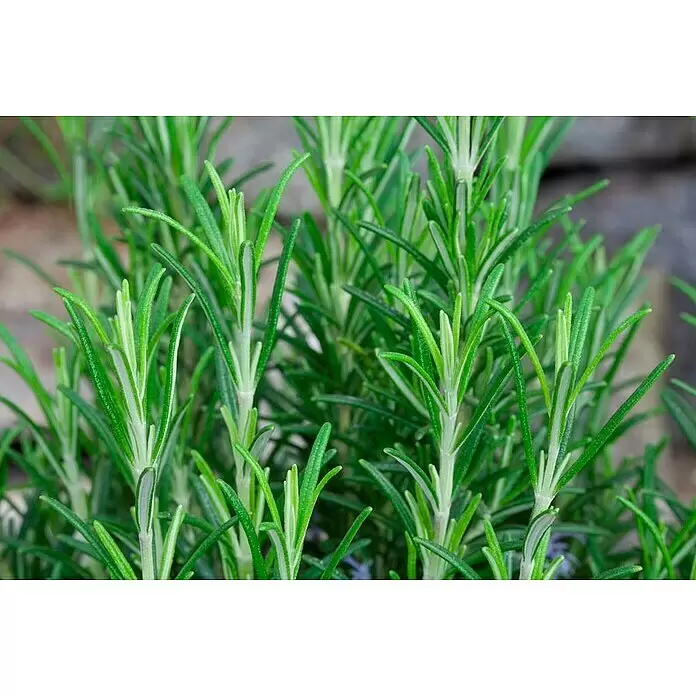Piardino Rosmarin - Rosmarinus officinalis, Topfgröße: 25 cm - Nahaufnahme von frischen grünen Rosmarinzweigen mit nadelförmigen Blättern, bereit zum Kochen.