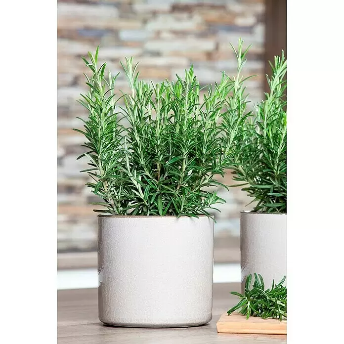 Piardino Rosmarin - Rosmarinus officinalis, Topfgröße: 25 cm - Zwei Rosmarin-Pflanzen in hellgrauen, strukturierten Töpfen, eine vorne, dazu frische Zweige auf einem Holzbrett.