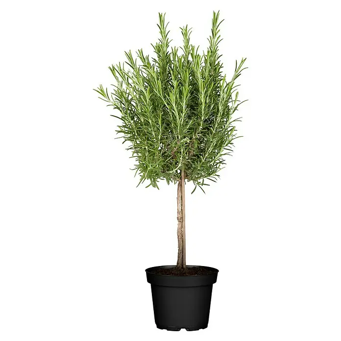 Piardino Rosmarin Stämmchen - Rosmarinus officinalis, Topfgröße: 18 cm - Auf dem Bild ist ein Rosmarinstrauch in einem schwarzen Topf zu sehen. Der Rosmarin hat grüne Nadeln und einen braunen Stamm.