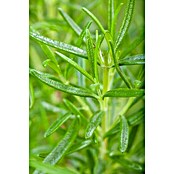 Rosmarinus officinalis 18 Stamm