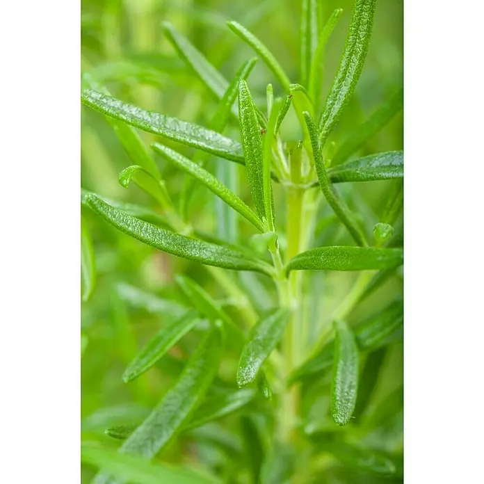 Piardino Rosmarin Stämmchen - Rosmarinus officinalis, Topfgröße: 18 cm - Detailaufnahme von frischem Rosmarin, der seine aromatischen Nadeln und grünen Stängel zeigt. Perfekt zum Würzen Ihrer Gerichte!