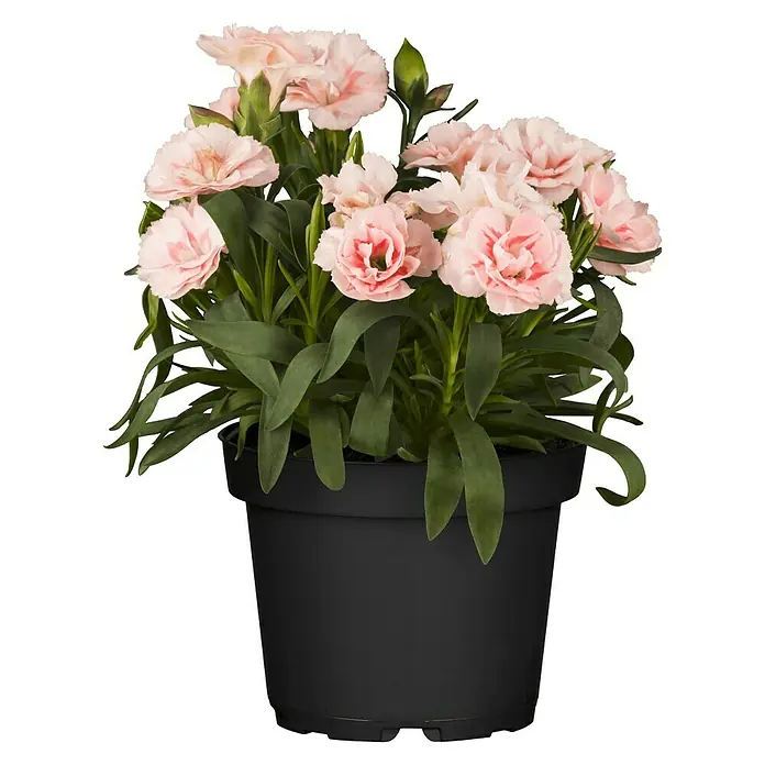 Piardino Gartennelke 'Oscar' - Dianthus caryophyllus 'Oscar'®, Topfgröße: 14 cm, Mehrfarbig - Topf mit rosa Nelken. Die Blüten haben eine zarte rosa Farbe und die Pflanze befindet sich in einem schwarzen Topf.