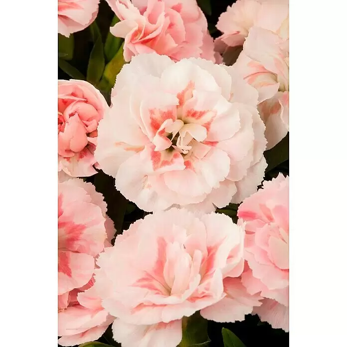 Piardino Gartennelke 'Oscar' - Dianthus caryophyllus 'Oscar'®, Topfgröße: 14 cm, Mehrfarbig - Stimmungsaufnahme