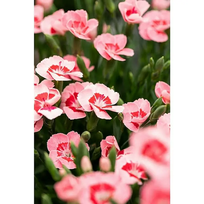 Piardino Gartennelke Peach Party - Dianthus caryophyllus, Topfgröße: 12 cm - Nahaufnahme einer Gruppe zartrosa und roter Nelkenblüten mit grünen Stielen und Blättern.