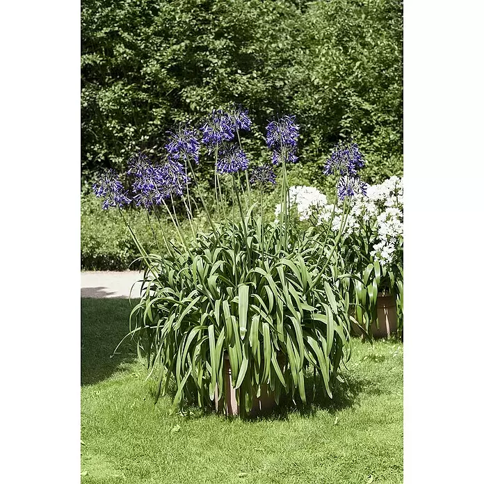 Piardino Staude Schmucklilie - Agapanthus africanus - Stimmungsaufnahme
