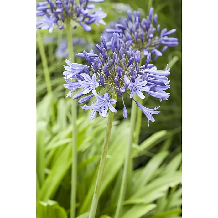 Piardino Staude Schmucklilie - Agapanthus africanus - Nahaufnahme einer blauen Agapanthus-Blume mit ihren filigranen Blütenblättern und den noch geschlossenen Knospen.