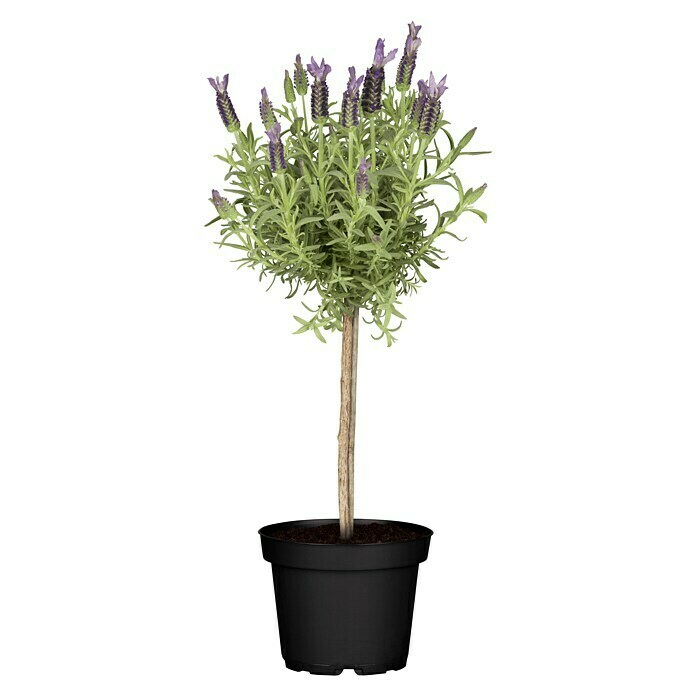 Lavandula stoechas 0Stamm