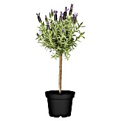 Lavandula stoechas 0Stamm