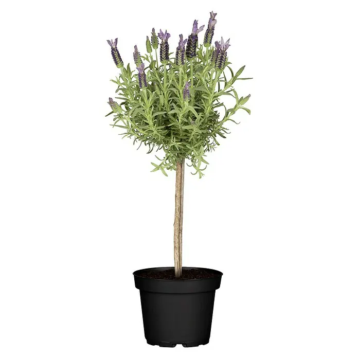Piardino Schopflavendel Stämmchen - Lavandula stoechas, Lavendelblau - Lavendel-Hochstamm in einem schwarzen Topf. Diese Pflanze ist eine dekorative Ergänzung für jeden Garten oder Balkon.