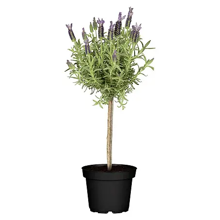 Piardino  Schopflavendel Stämmchen