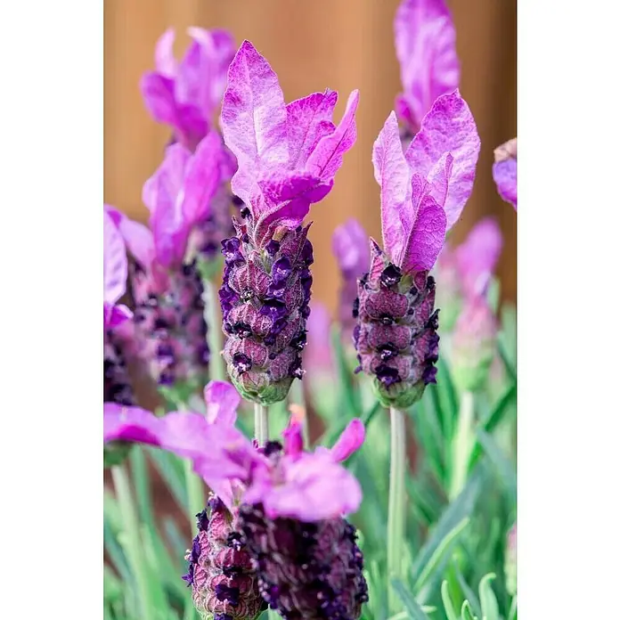 Piardino Schopflavendel Stämmchen - Lavandula stoechas, Lavendelblau - Nahaufnahme von violetten Lavendelblüten, die ihre einzigartige Schönheit und ihren Duft offenbaren.