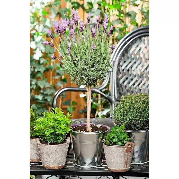 Piardino Schopflavendel Stämmchen - Lavandula stoechas, Lavendelblau - Ein Lavendel-Stamm mit lila Blüten in einem silbernen Eimer, im Freien mit anderen Topfpflanzen.
