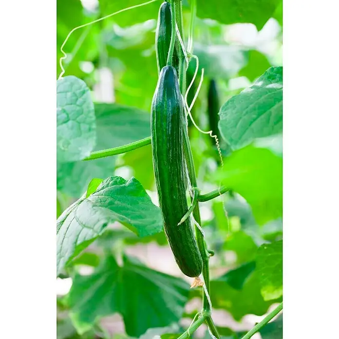 Piardino Gurke - Cucumis sativus, 19 cm, Erntezeit: August - Frische grüne Gurken hängen an einer Pflanze im Garten. Perfekt für Salate oder als knackiger Snack.