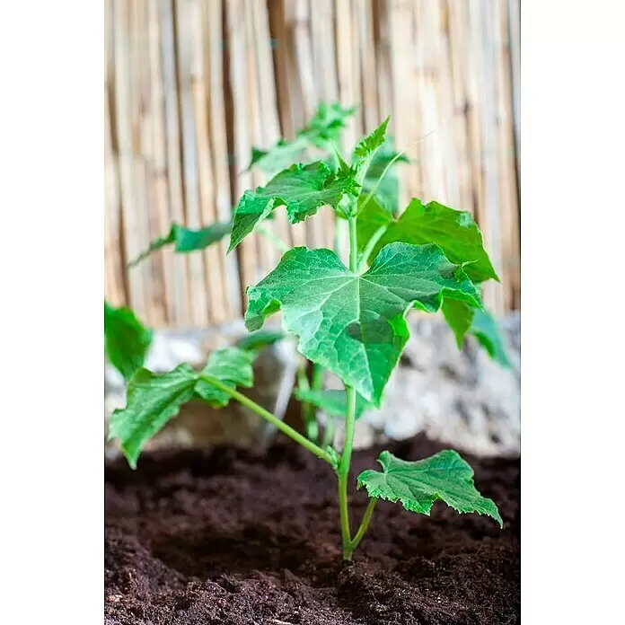 Piardino Bio Gurke - Cucumis sativus Eden & Citaro, 19 cm - Stimmungsaufnahme