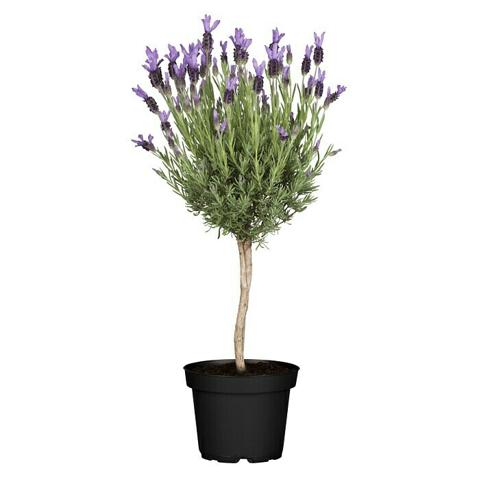 Piardino Schopflavendel StämmchenLavandula stoechas, Topfgröße: 18 cm, Violett Front View