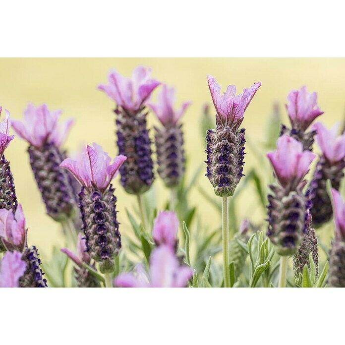 Piardino Schopflavendel StämmchenLavandula stoechas, Topfgröße: 18 cm, Violett Mood Shot