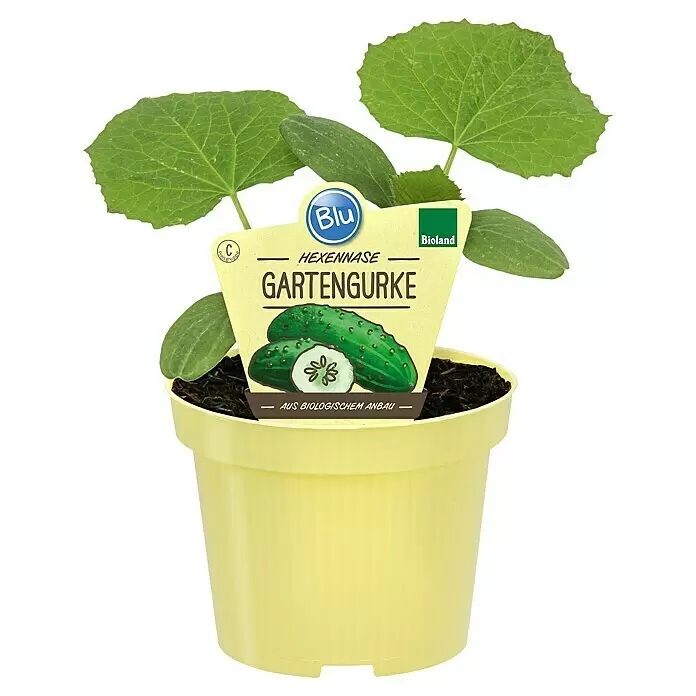 Blu Bio Gurke - Cucumis sativus 'Hexennase', 12 cm, Erntezeit: August - Vorderansicht