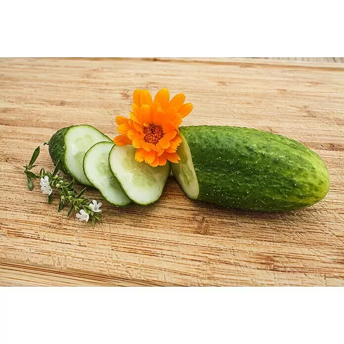 Blu Bio Gurke - Cucumis sativus 'Hexennase', 12 cm, Erntezeit: August - Stimmungsaufnahme