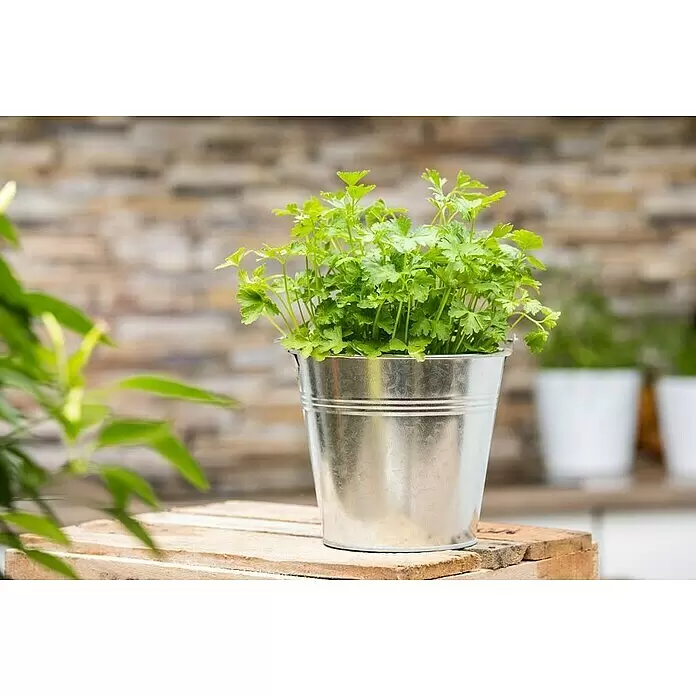 Blu Bio Petersilie glatt - Petroselinum crispum var. neapolitanum, Topfgröße: 12 cm - Stimmungsaufnahme